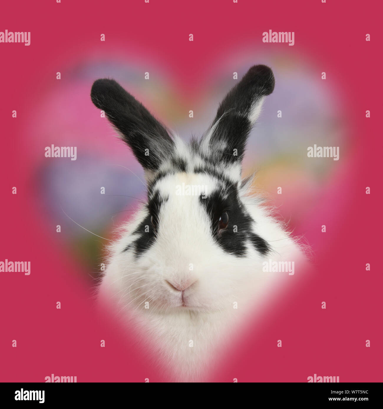 Black-and-white rabbit, Bandit, with soft heart surround. Stock Photo
