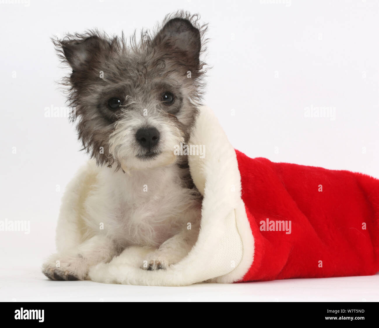 Jack Russell x Westie puppy, Mojo, 12 weeks, in a Father Christmas hat. Stock Photo