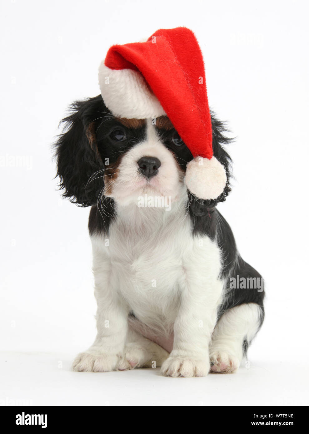 Cavalier King Charles Spaniel puppy wearing a Father Christmas hat. Stock Photo