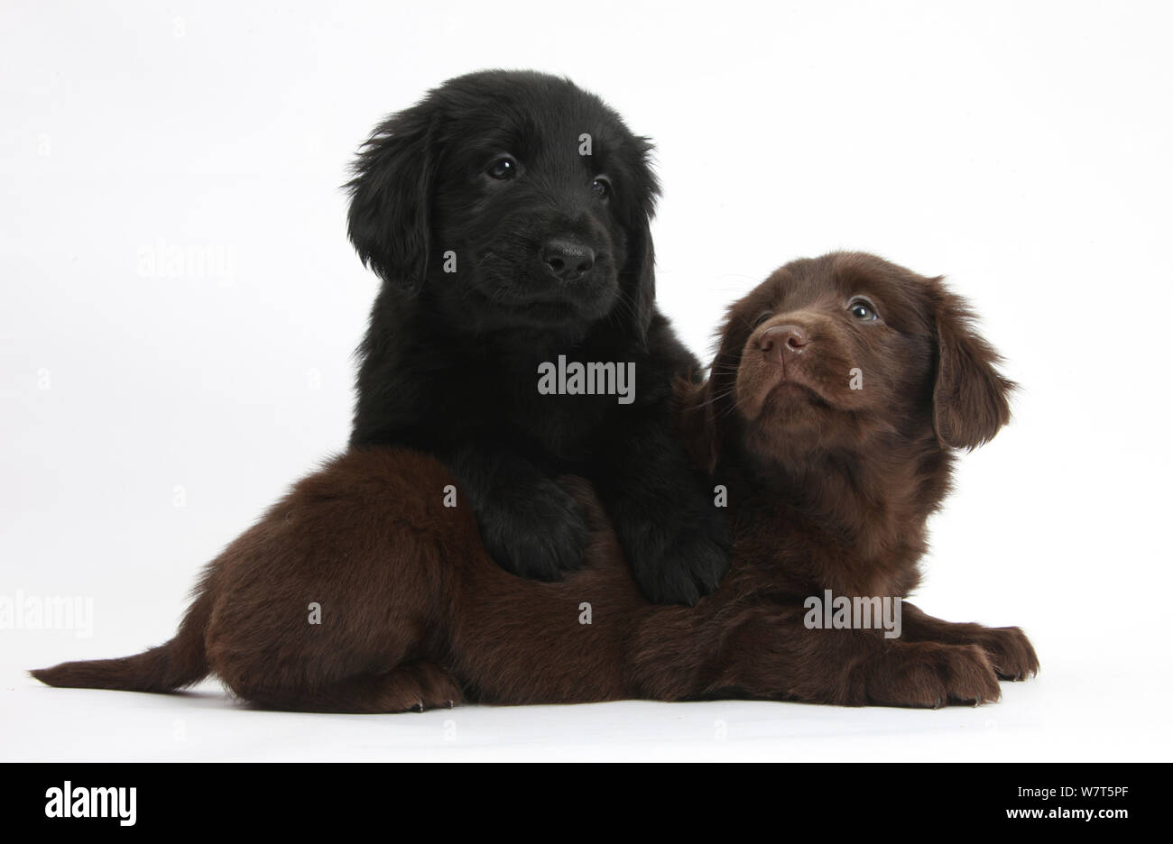 Liver and black Flatcoated Retriever puppies, 6 weeks, together Stock