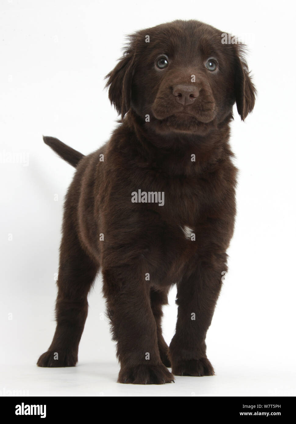 Liver Flatcoated Retriever puppy, 6 weeks, standing Stock Photo Alamy