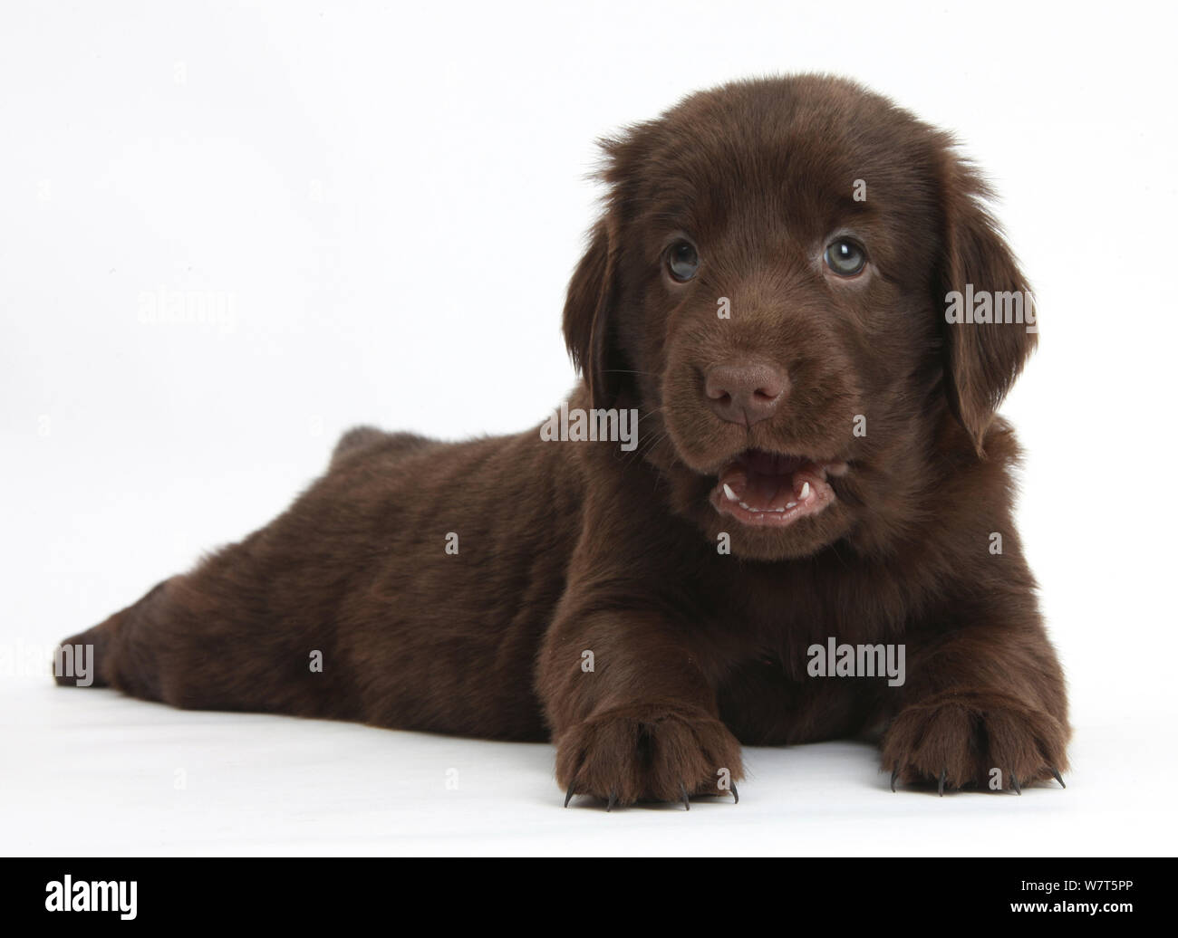 Liver Flatcoated Retriever puppy, 6 weeks, lying stretched out. Stock Photo