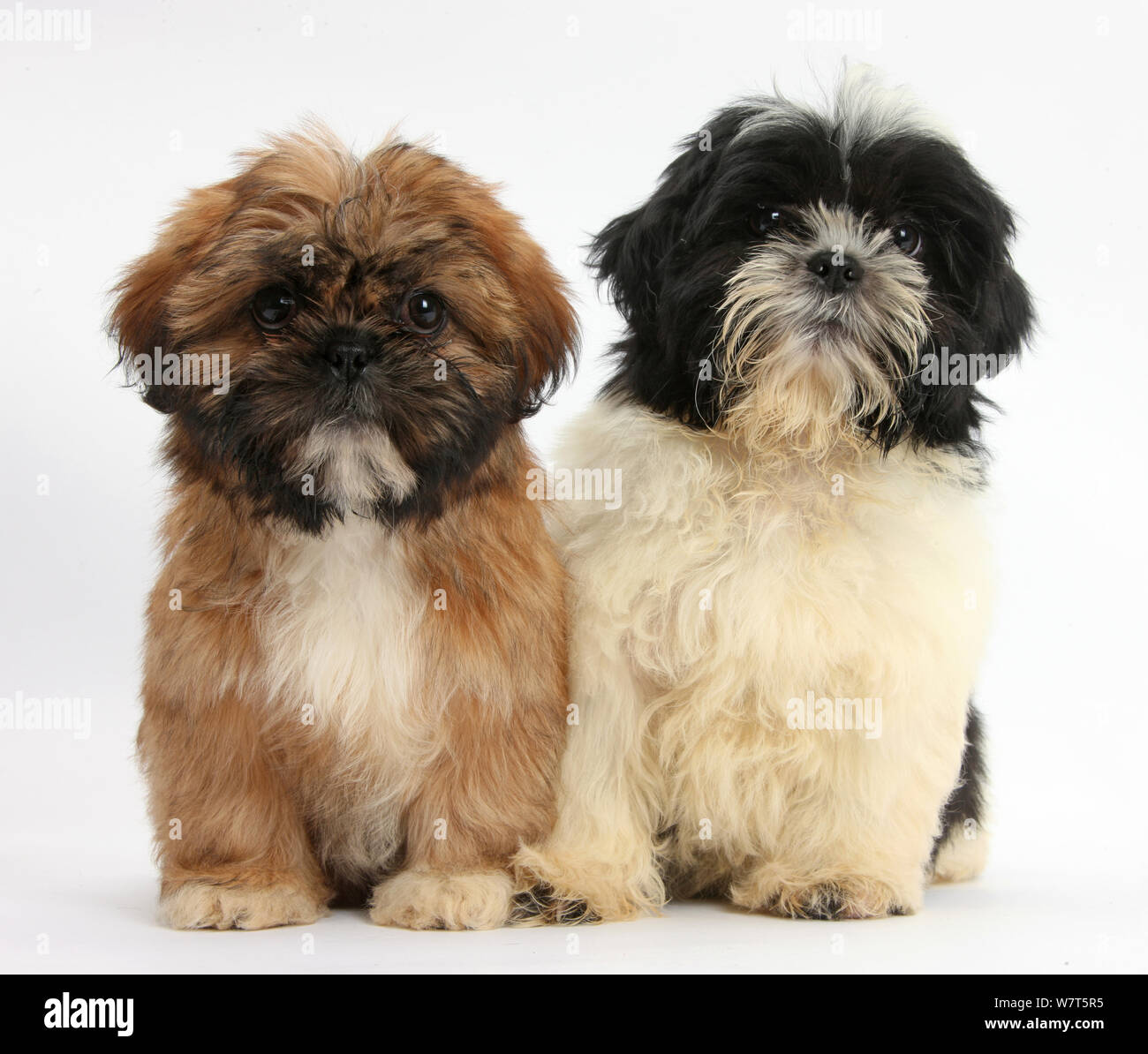 Brown and black-and-white Shih-tzu puppies Stock Photo - Alamy