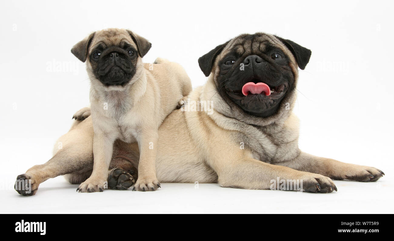 Fawn Pug dog and puppy, 8 weeks Stock Photo - Alamy