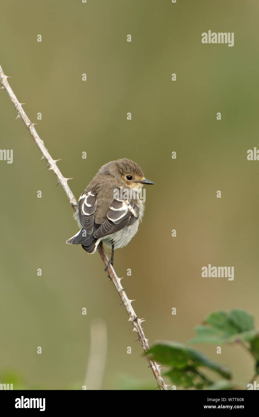 Pied flycatcher (Ficedula hypoleuca) perched on bramble, Winterton, Lincolnshire, UK, November. Stock Photo