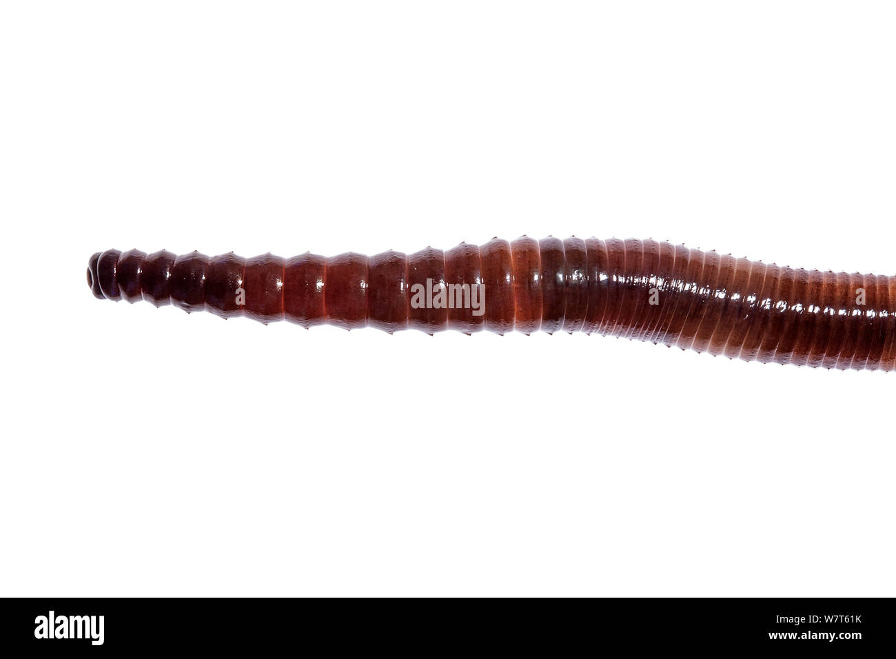 Common earthworm (Lumbricus terrestris) Crete, Greece Meetyourneighbours.net project Stock Photo