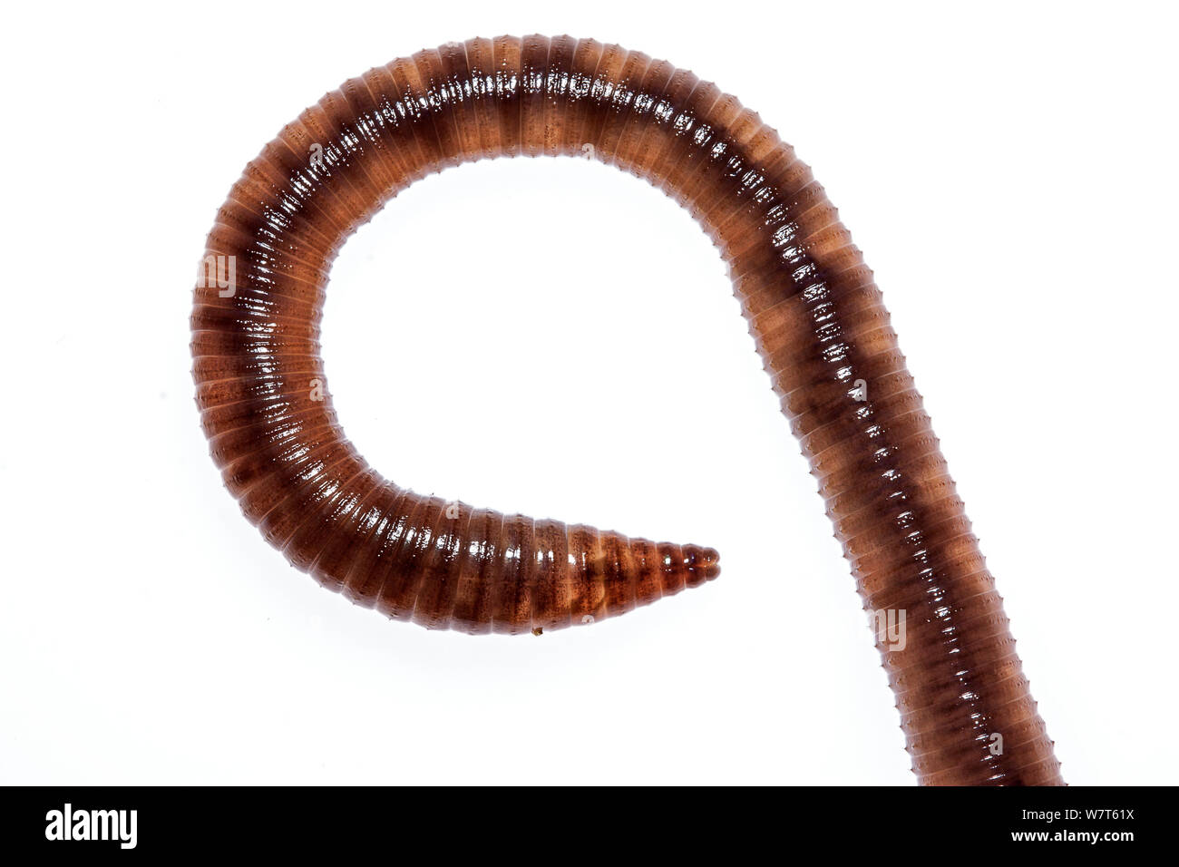 Common earthworm (Lumbricus terrestris) Crete, Greece Meetyourneighbours.net project Stock Photo