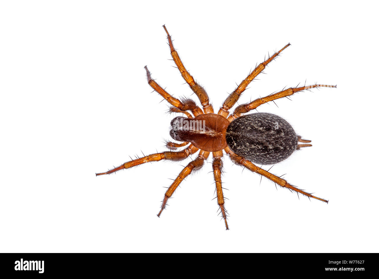 Funnel weaver spider (family Agelenidae) from Crete, Greece Meetyourneighbours.net project Stock Photo