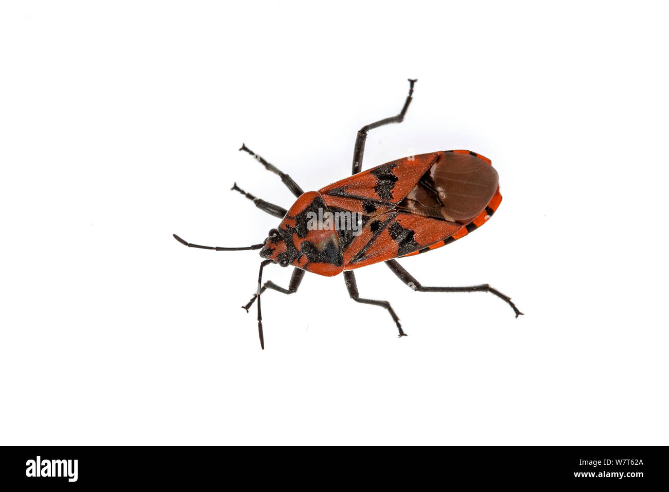 The Black-and-Red-bug (Lygaeus equestris) from Crete, Greece Meetyourneighbours.net project Stock Photo