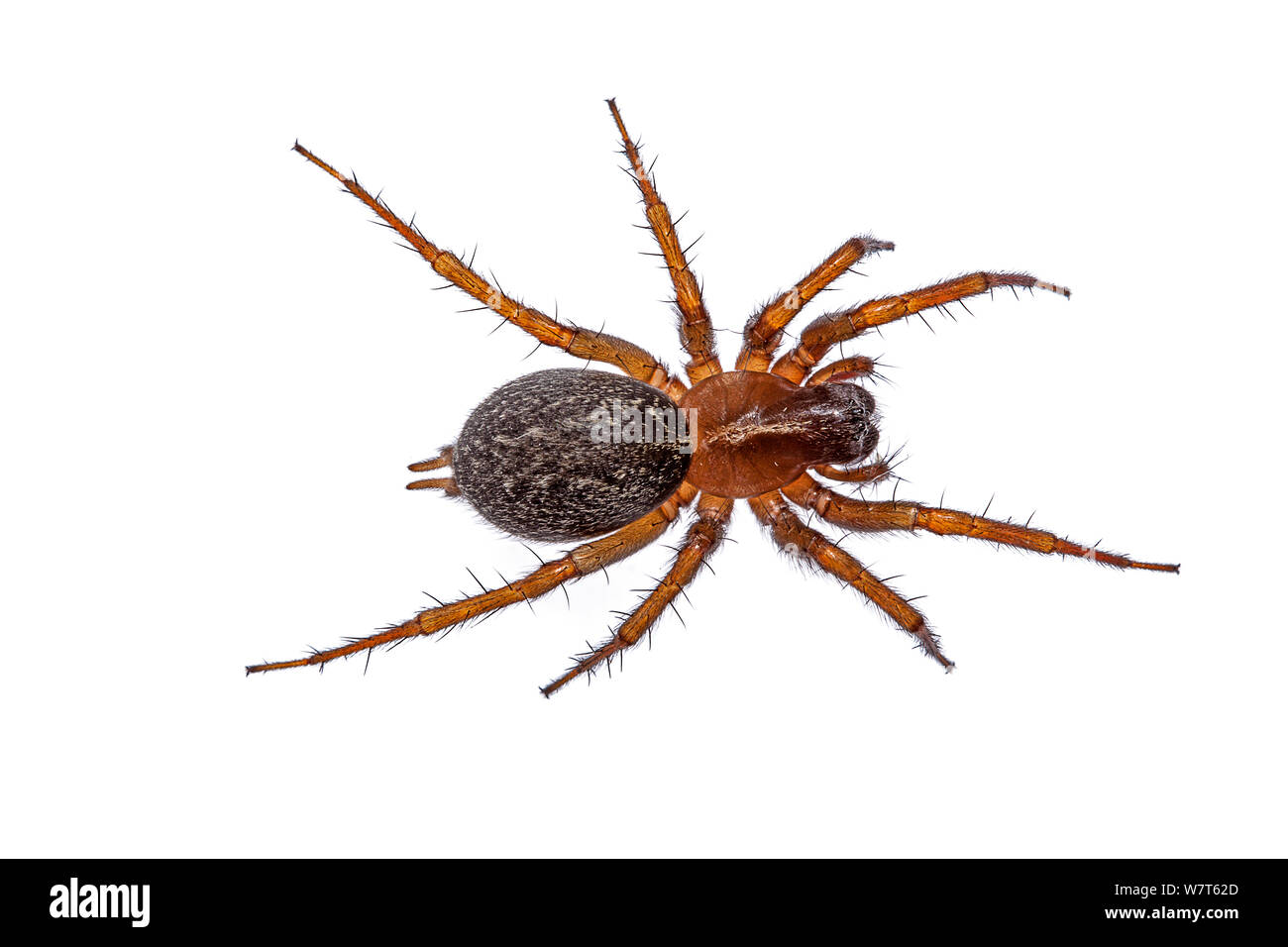 Funnel weaver spider (family Agelenidae) from Crete, Greece Meetyourneighbours.net project Stock Photo
