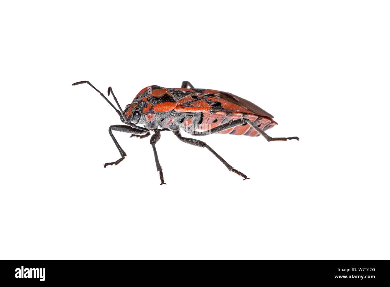 The Black-and-Red-bug (Lygaeus equestris) from Crete, Greece Meetyourneighbours.net project Stock Photo