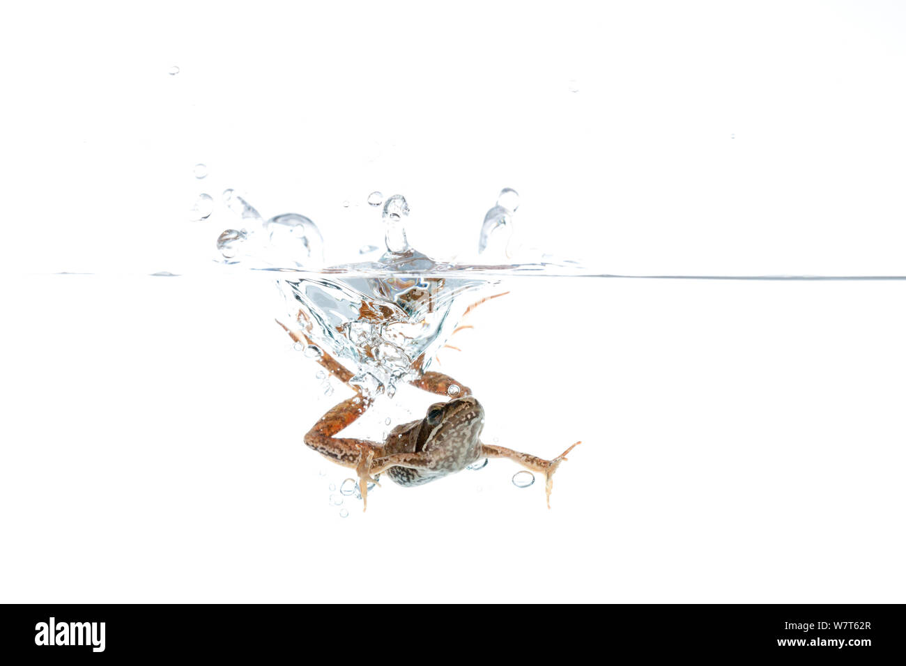 Iberian frog (Rana iberica) swimming, split level shot, Portugal, July. Meetyourneighbours.net project Stock Photo