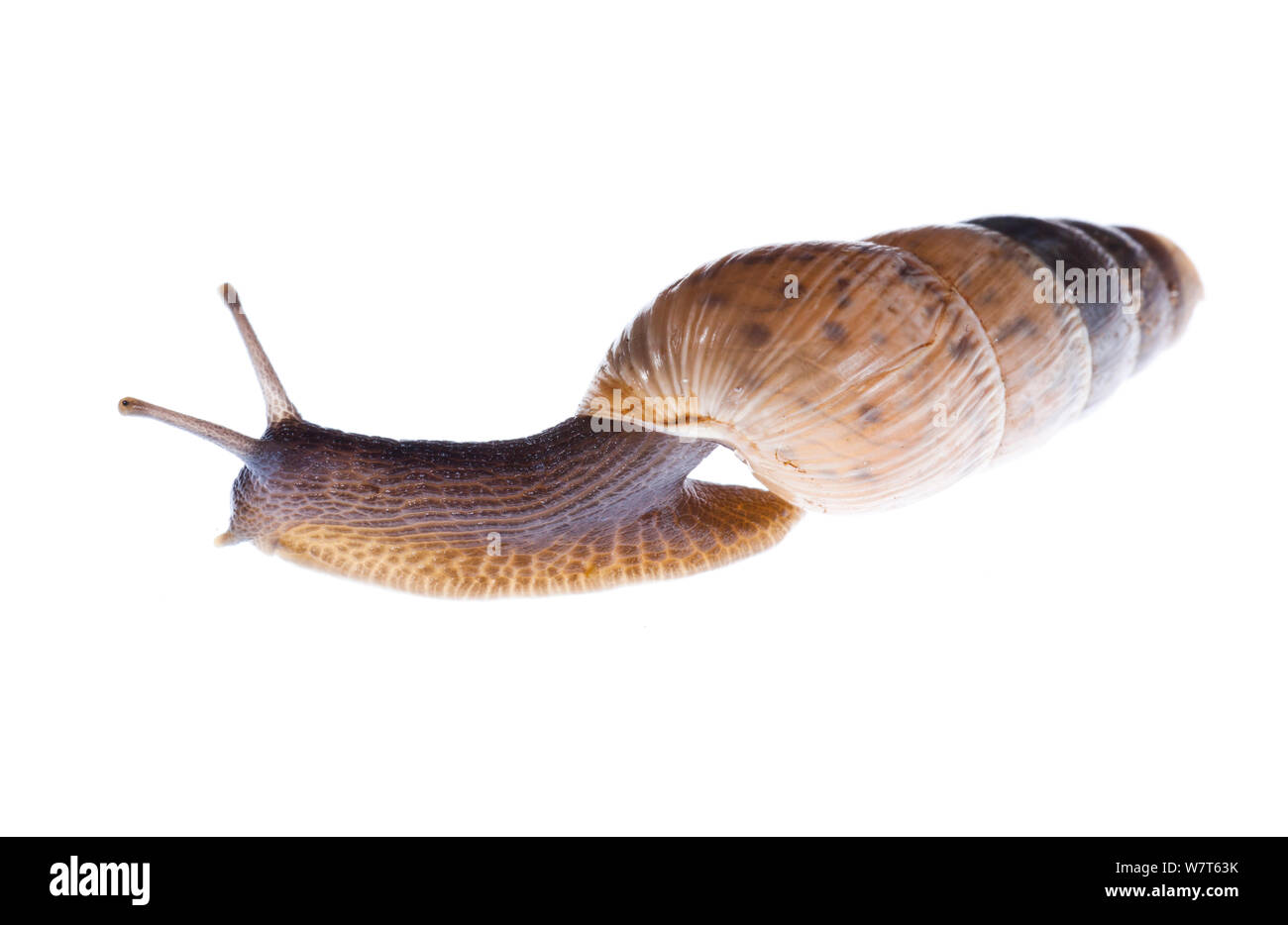 Land Snail (unidentified) Figueira do Outeiro, Portugal, October. Meetyourneighbours.net project Stock Photo