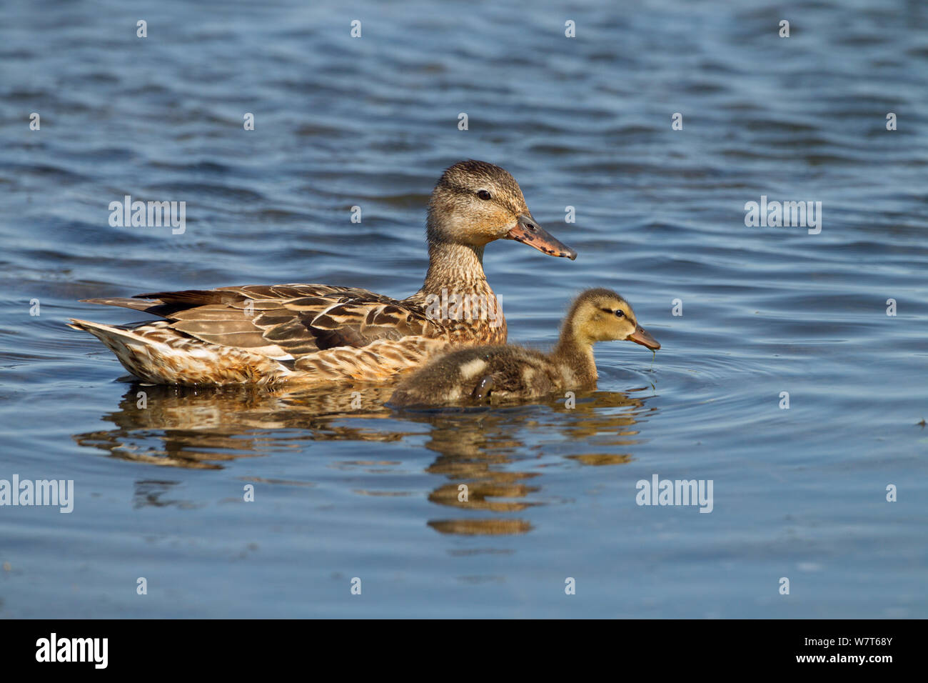 Gadwall (Anas strepera) and young  in freshwater creek, Cley, Norfolk, England, UK, August. Stock Photo