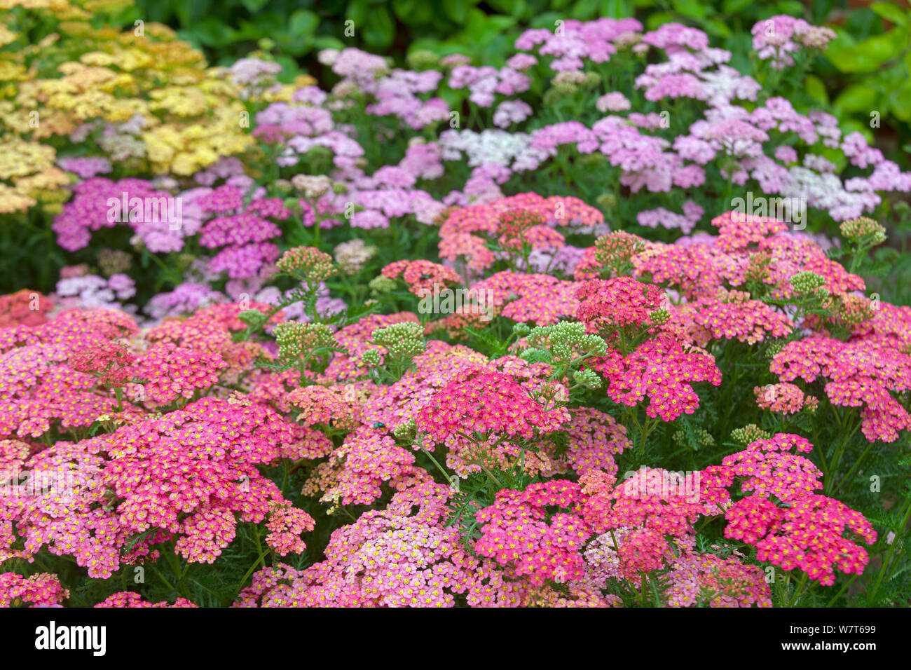 Garden Yarrow (Achillea millifolium 'lachsschonheit') in flower in garden, England, UK, July. Stock Photo