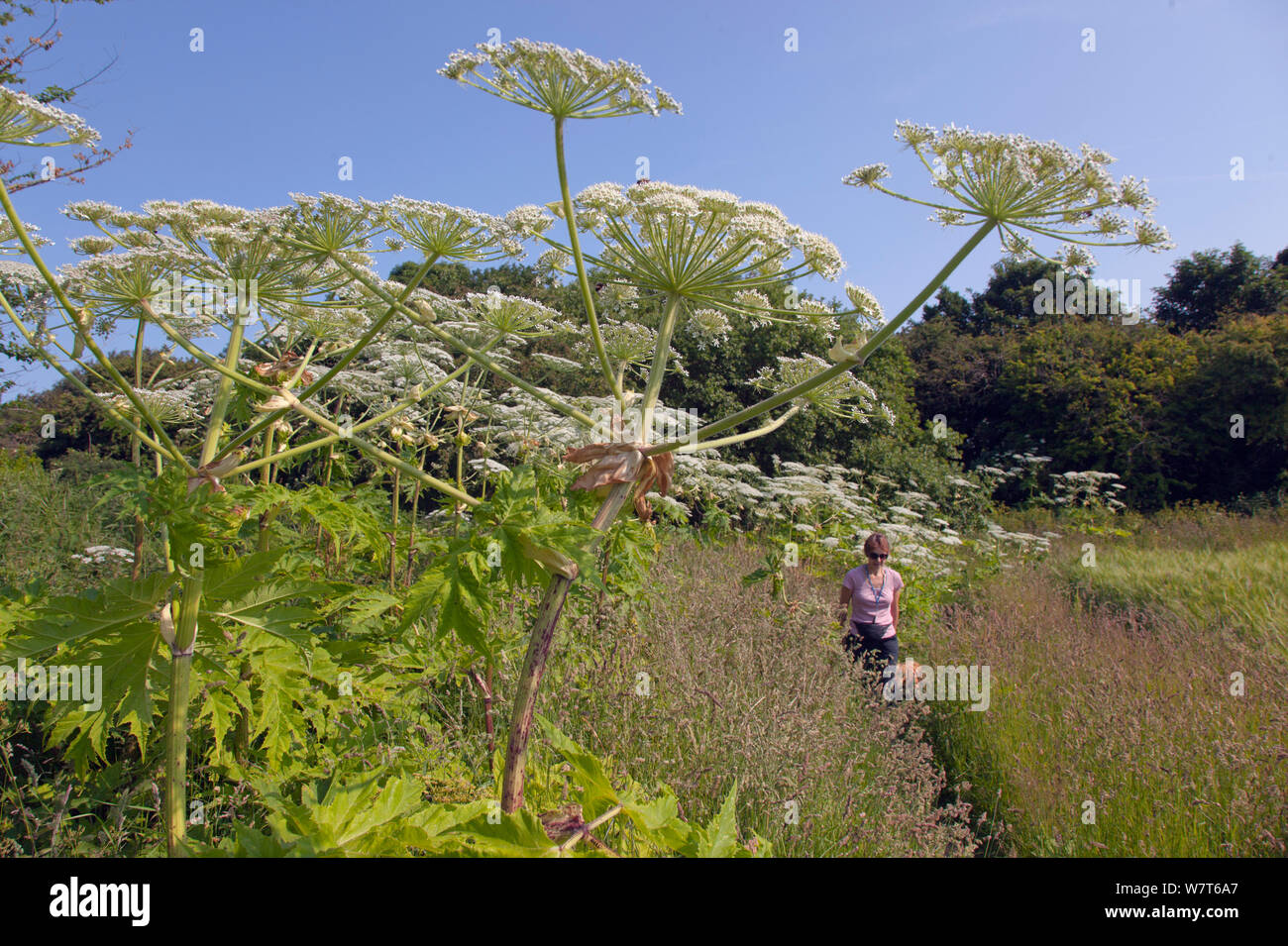 Giant Hogweed (Heraculum mantegazziamum) growing near the sea, with woman walking dog in distance, Norfolk, England, July 2013. Stock Photo