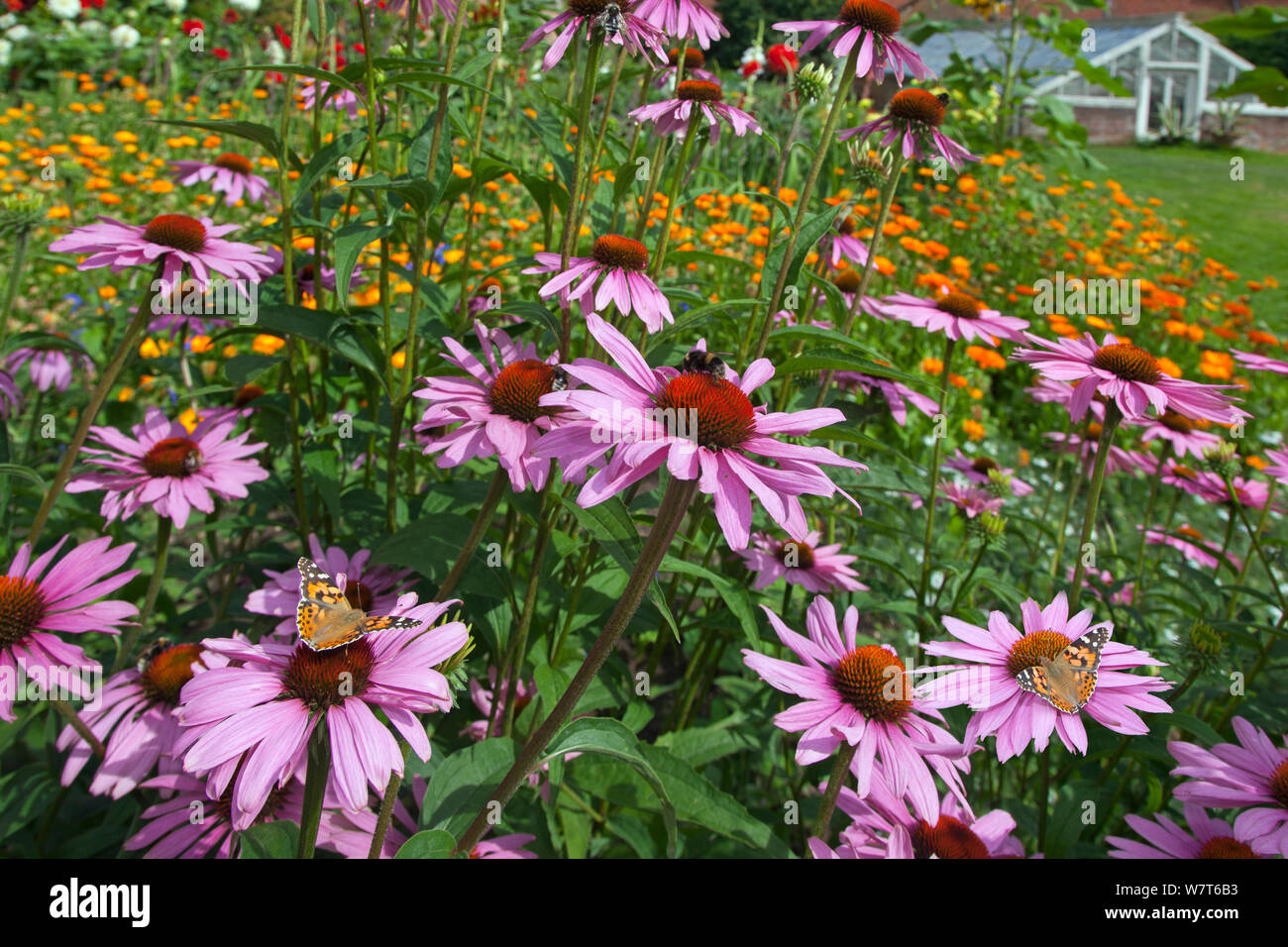 Painted Lady Butterfly (Vanessa cardui) on Cone flowers (Echinacea purpurea) in garden, England, UK, August. Stock Photo