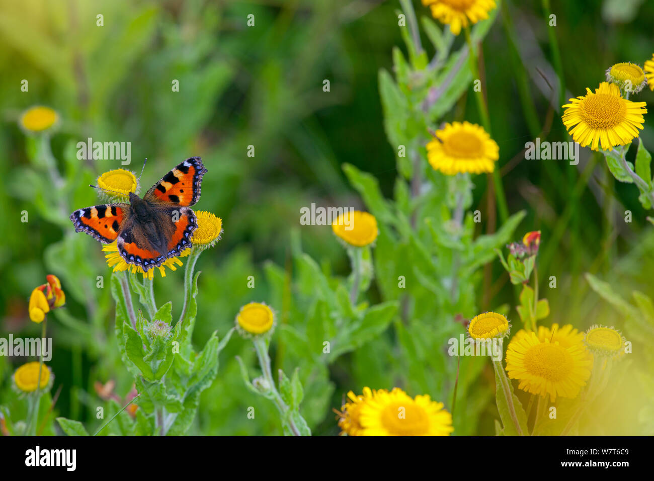 Small Tortoiseshell Butterfly (Aglais urticae) feeding on Common fleabane (Pulicaria dysenterica) England, UK, August. Stock Photo