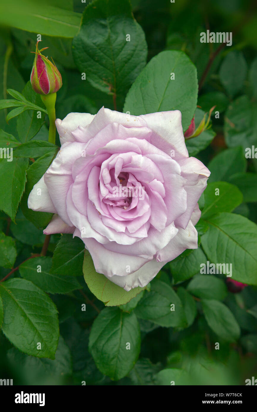 'Twice in a blue moon' hybrid tea rose, in flower, UK, June. Stock Photo