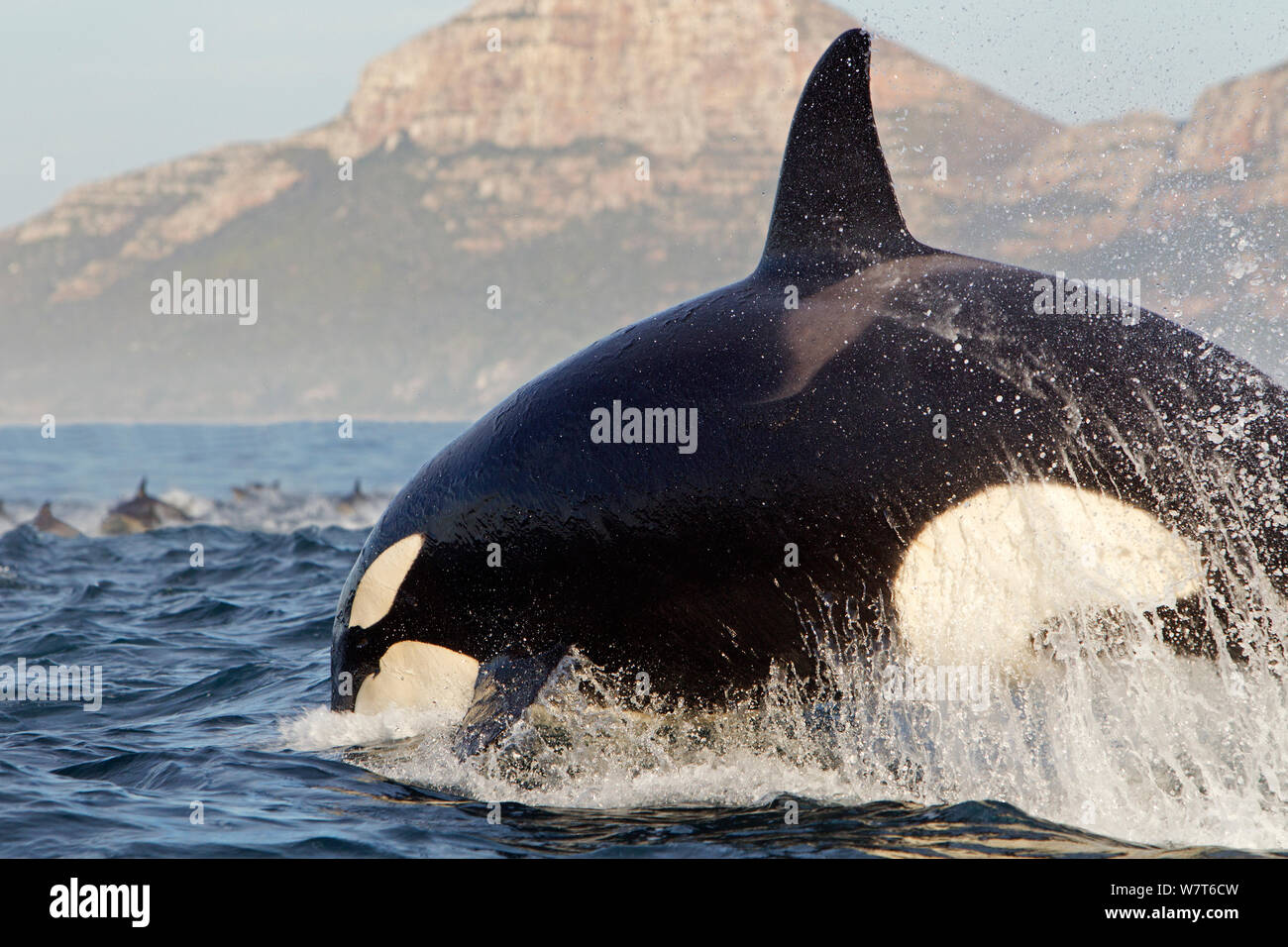 Killer whale (Orcinus orca) hunting common dolphin (Delphinus delphis), False Bay, South Africa, July. Stock Photo