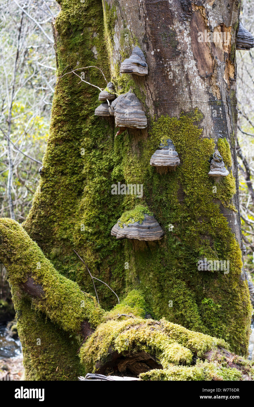 Hoof or Tinder Fungus (Fomes fomentarius) growing on dead beech stump, Isle of Mull, Inner Hebrides, Scotland, UK, May. Stock Photo