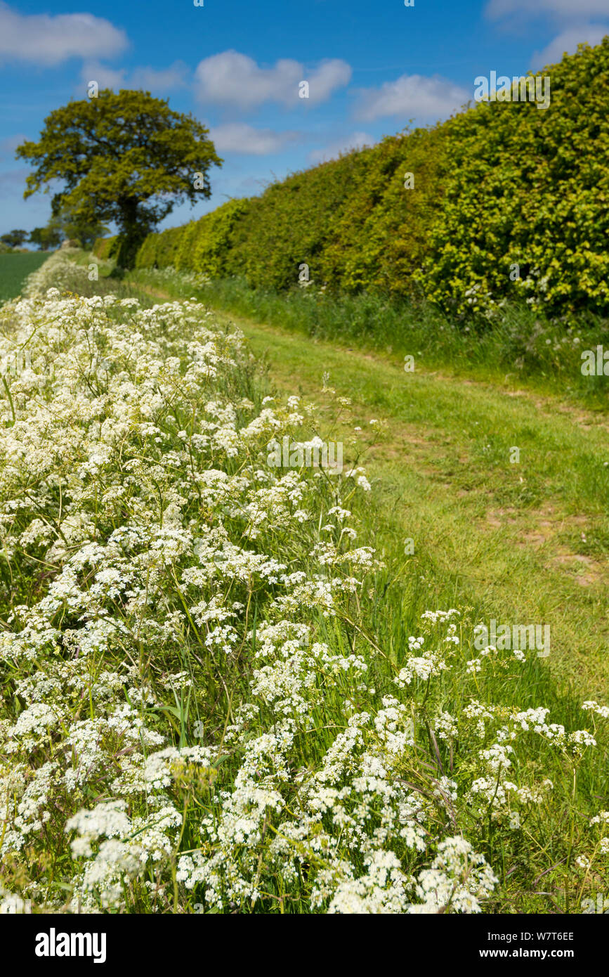 Country lane lined with Cow parsley (Anthriscus sylvestris) in arable farmland, Norfolk, England, June. Stock Photo