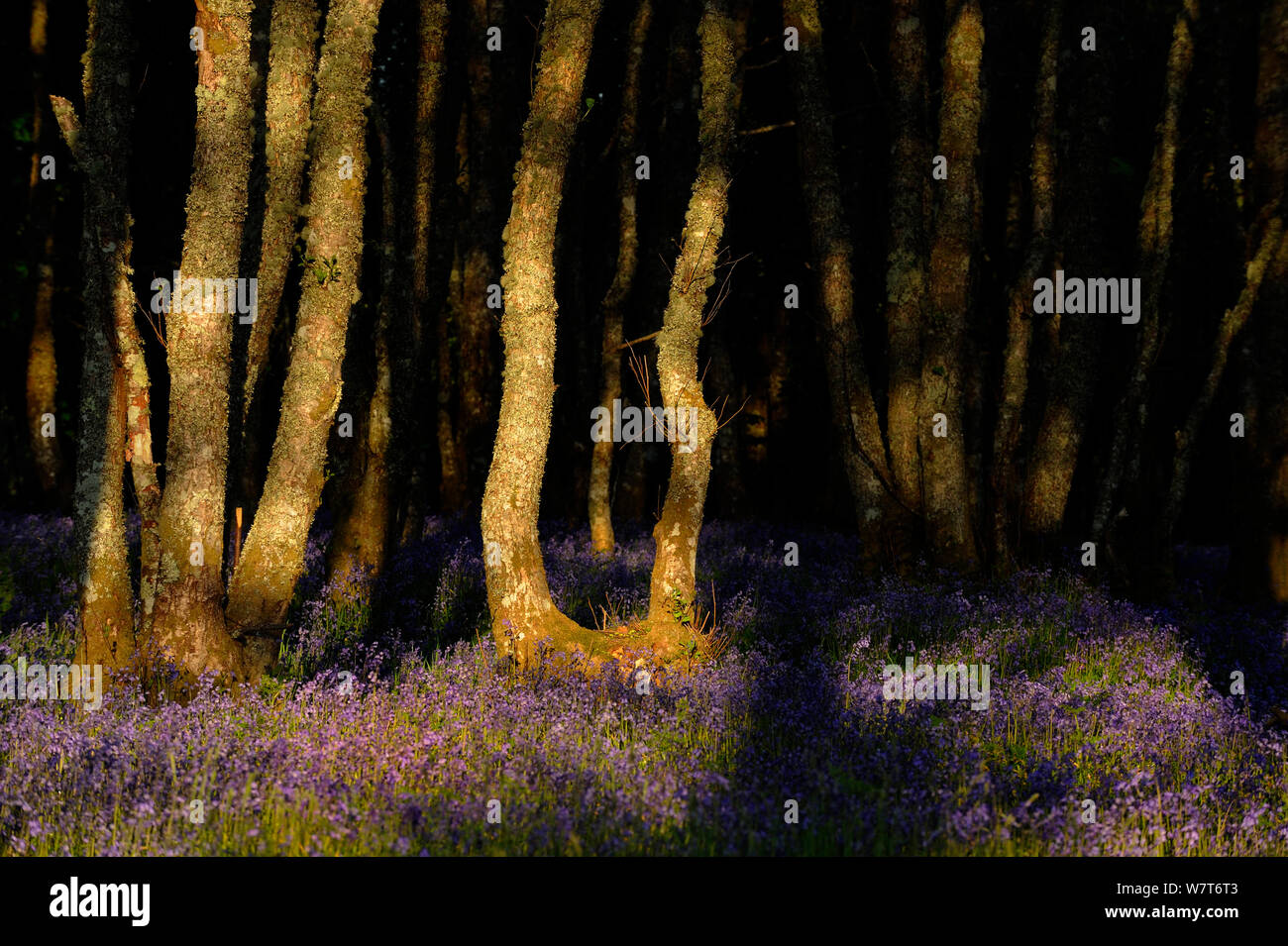 Alder (Alnus glutinosa) wood with bluebells (Hyacinthoides non-scripta) Argyll, Scotland. Stock Photo