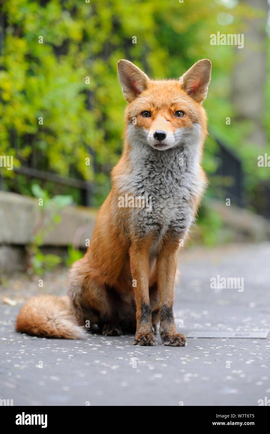 Red Fox (Vulpes vulpes) portrait in an urban area. Glasgow, Scotland. May. Stock Photo