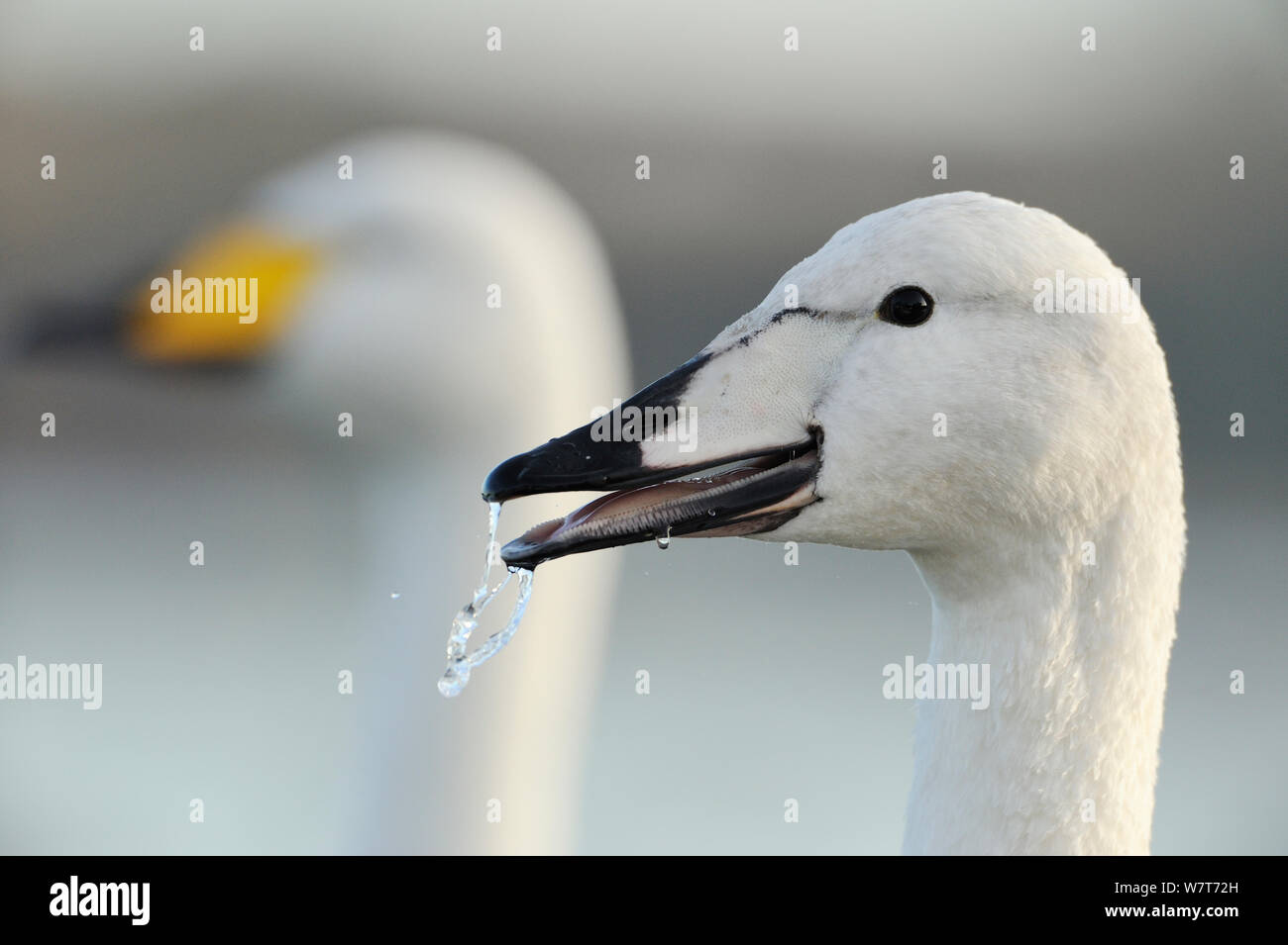 Whooper Swan (Cygnus cygnus) cygnet calling to adult bird in afternoon light. Glasgow, Scotland, December. Stock Photo