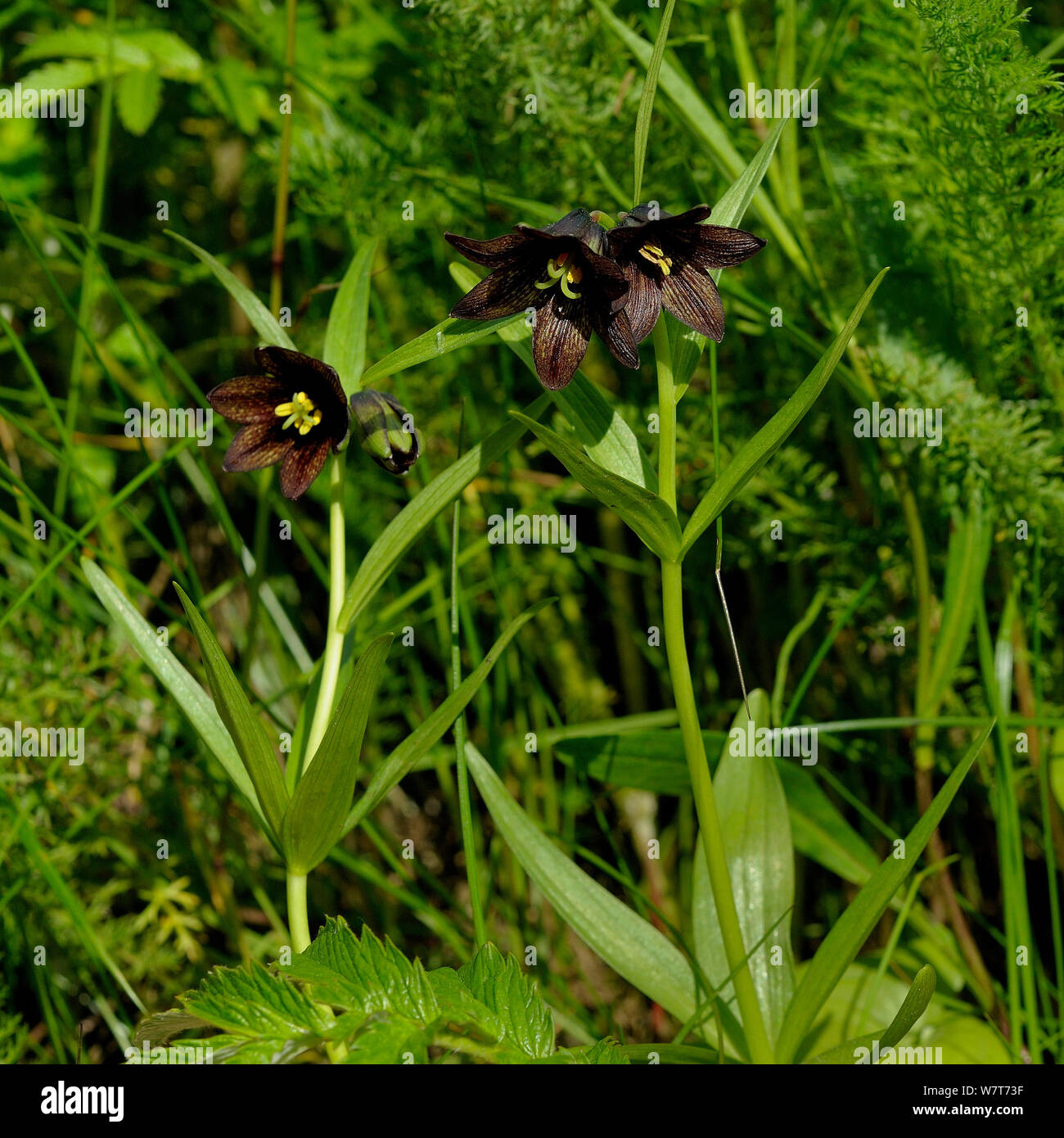 Chocolate lily (Fritillaria affinis), British Columbia, Canada, June. Stock Photo