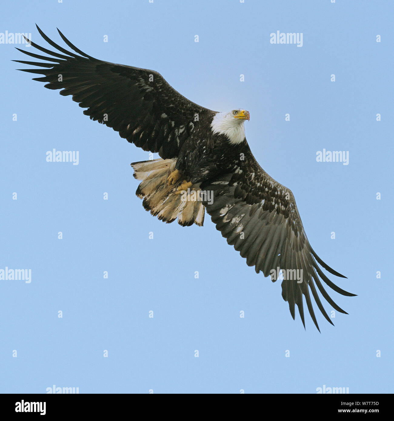 White headed sea eagle hi-res stock photography and images - Alamy