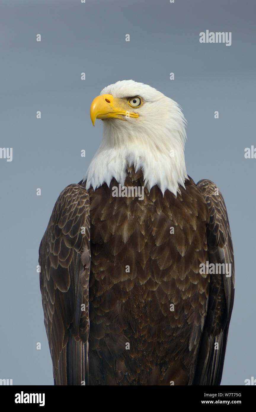 Portrait white headed eagle hi-res stock photography and images - Alamy