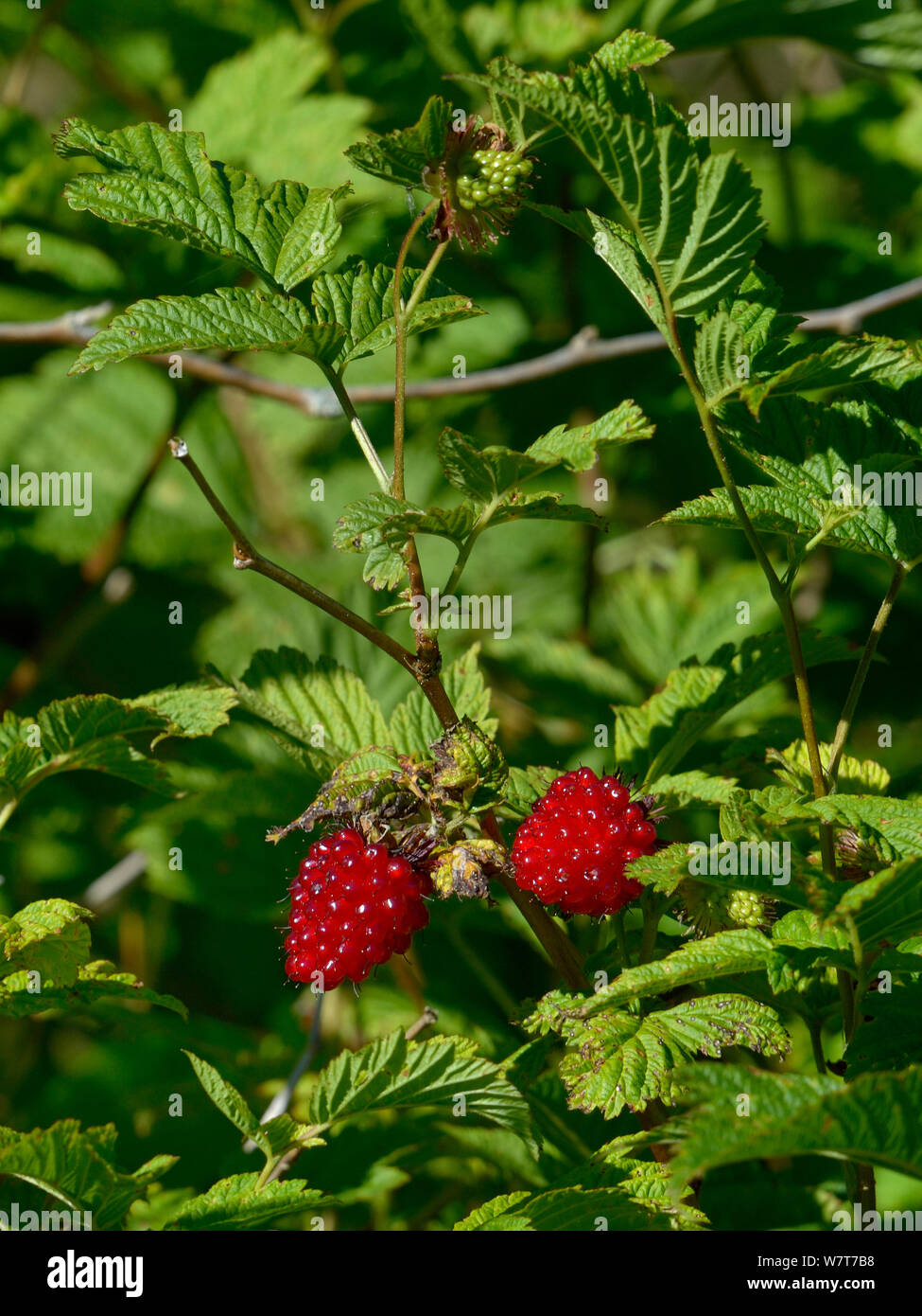 Salmonberries (Rubus spectabilis), British Columbia, Canada, June Stock
