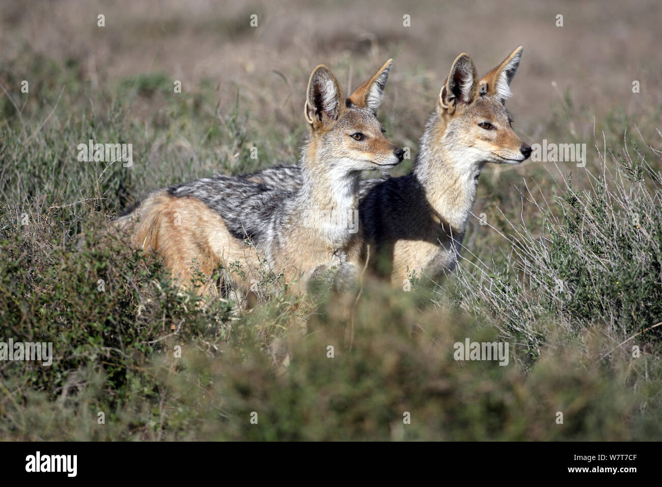 Black backed jackal pairs hires stock photography and images Alamy