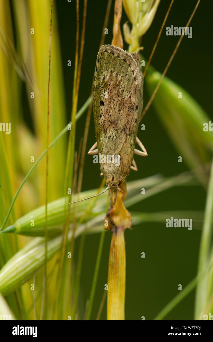 Bee moth (Aphomia sociella) female on grass, Sheffield, England, UK, July. Stock Photo