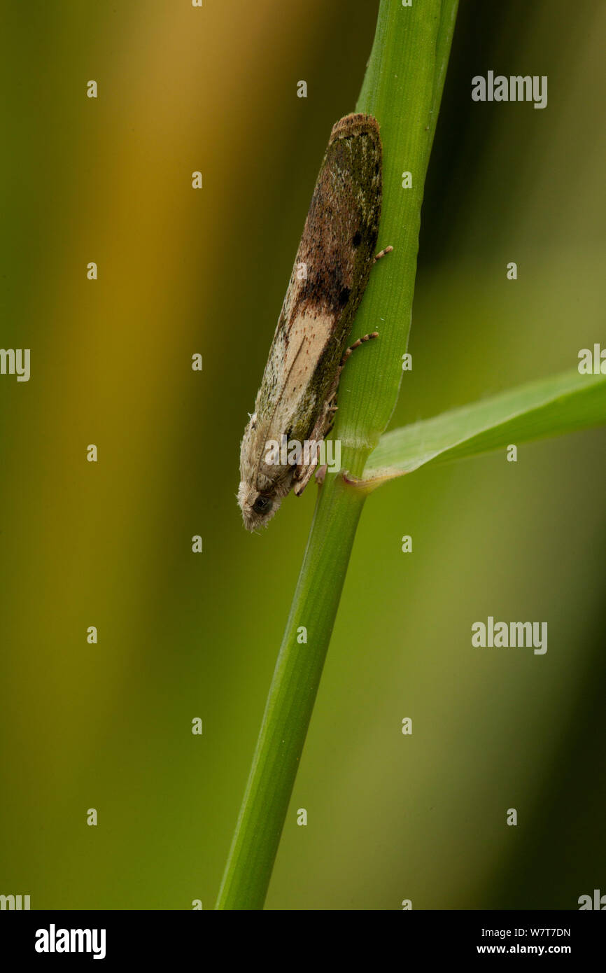 Bee moth (Aphomia sociella) male on grass, Sheffield, England, UK, July. Stock Photo