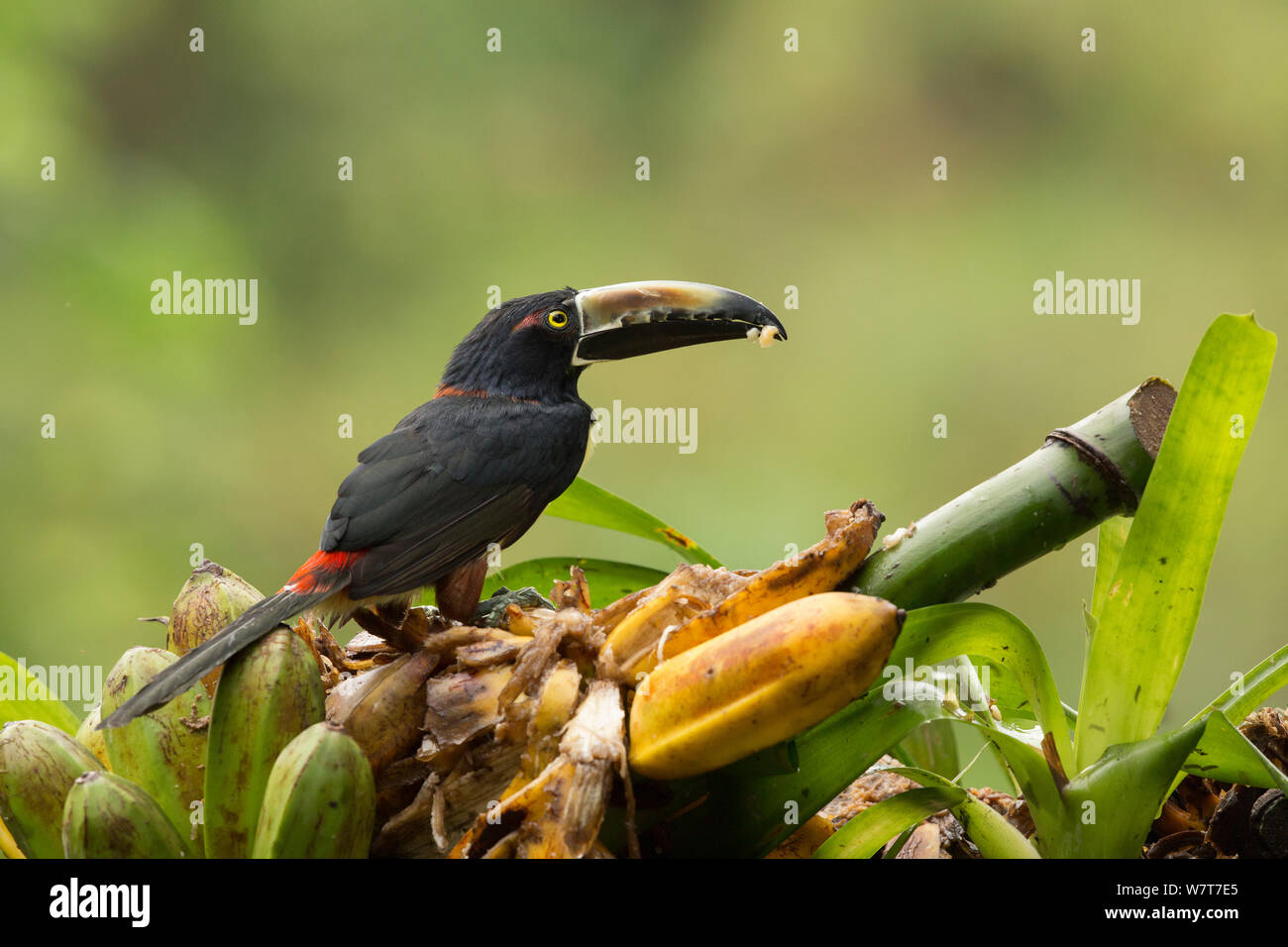 Collared Aracari (Pteroglossus torquatus) feeding on wild banana (Musa), Costa Rica Stock Photo