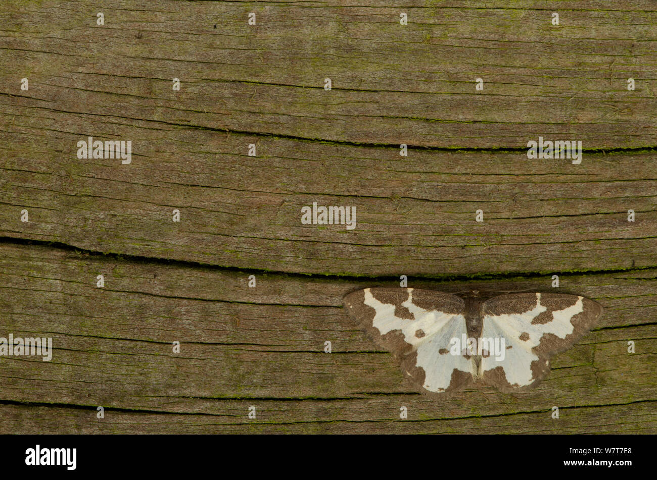 Clouded border moth (Lomaspilis marginata) adult at rest on wood, Sheffield, England, UK, August. Stock Photo