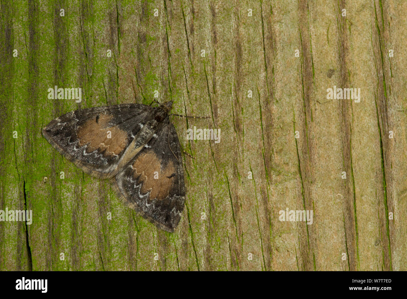 Common marbled carpet moth (Chloroclysta truncata) at rest on gate post, Sheffield, England, UK