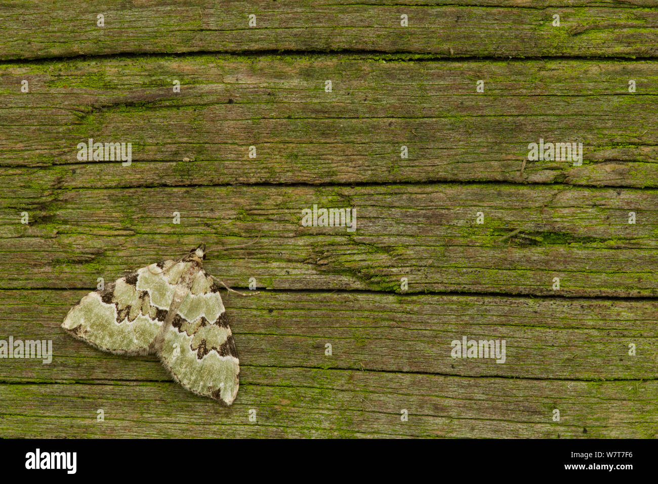 Green Carpet (Colostygia pectinataria) on fence, Sheffield, England, UK, September. Stock Photo