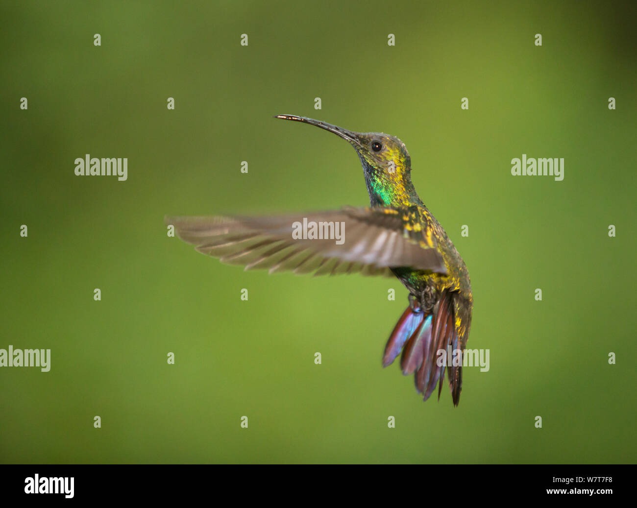 Green-breasted Mango hummingbird (Anthracothorax prevostii) in flight, Central Highlands, Costa Rica. Stock Photo