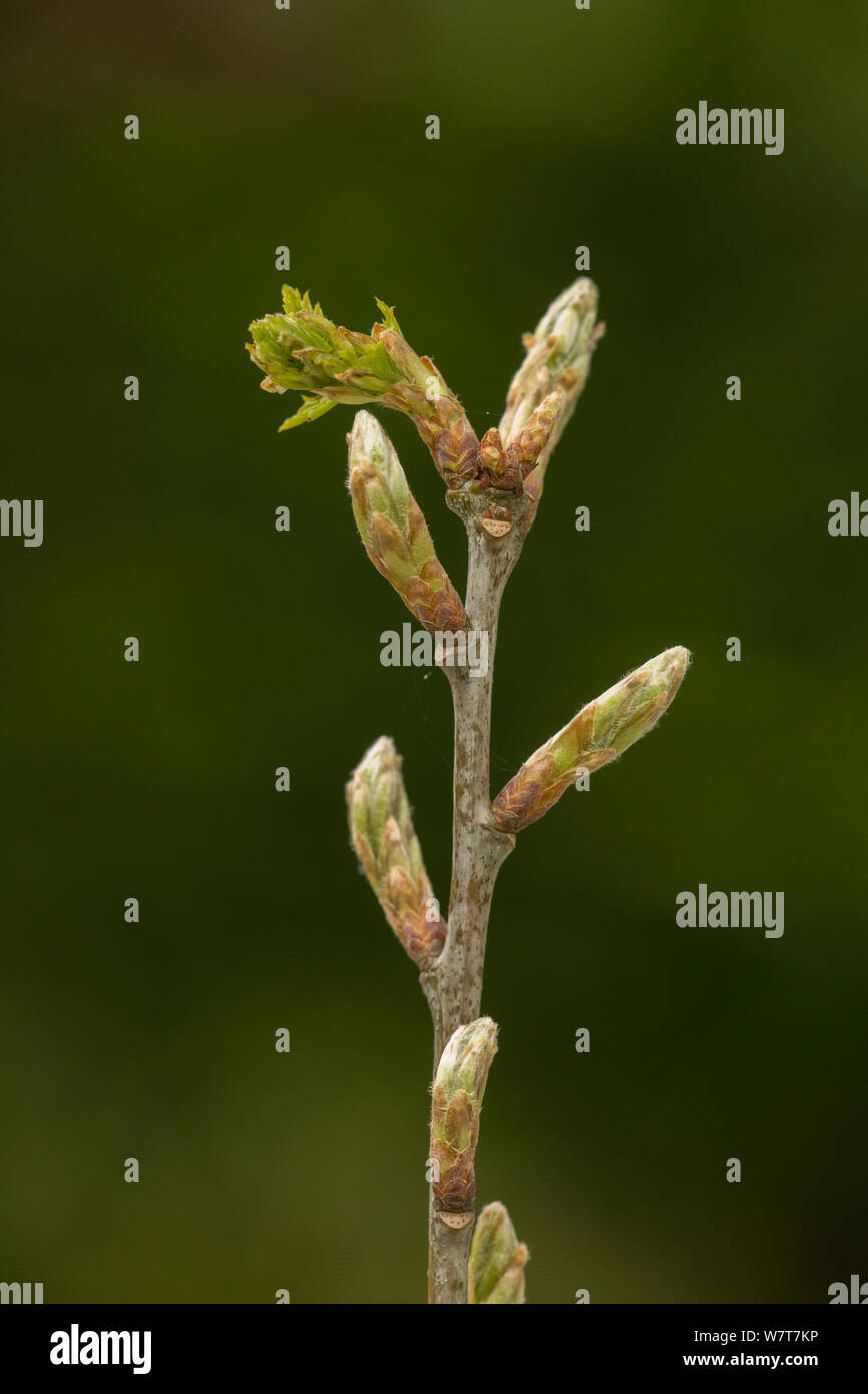Oak Tree Bud Leaf High Resolution Stock Photography and Images Alamy