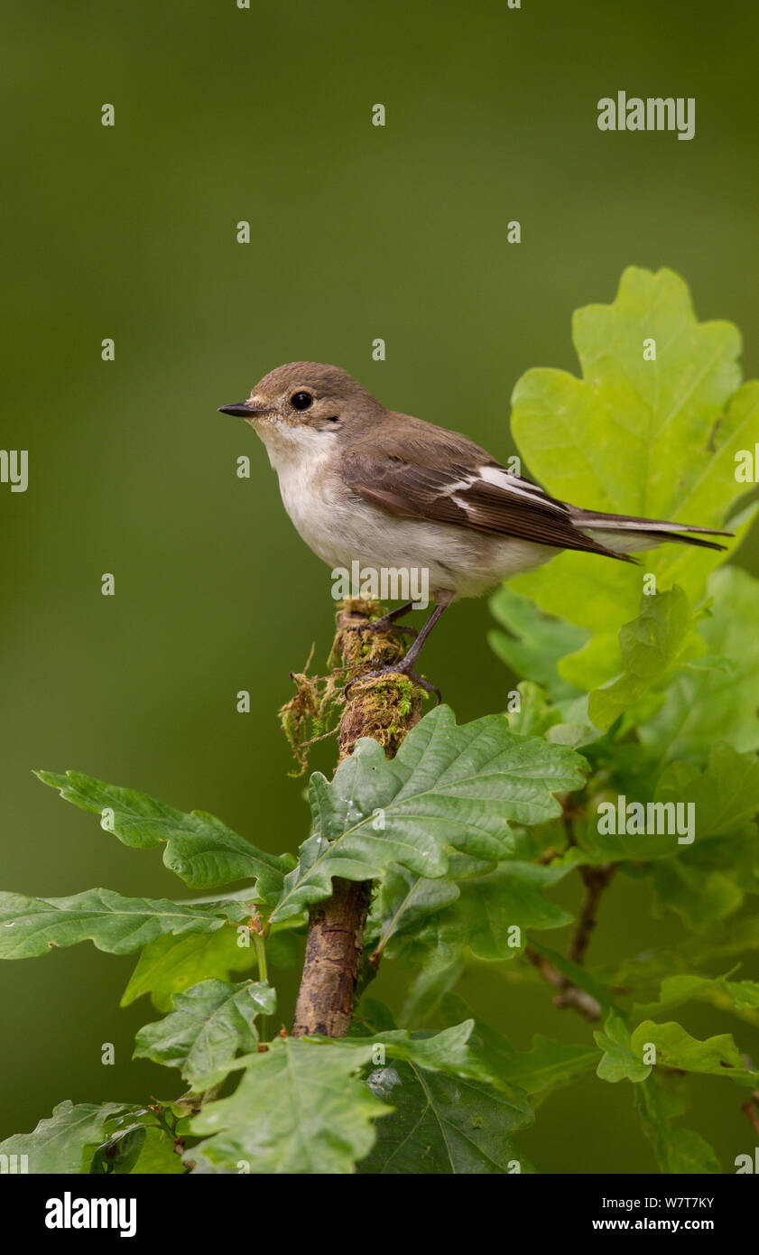 Pied Flycatcher Ficedula Hypoleuca Female On Oak Woodland Peak pied-flycatcher-ficedula-hypoleuca-female-on-oak-woodland-peak