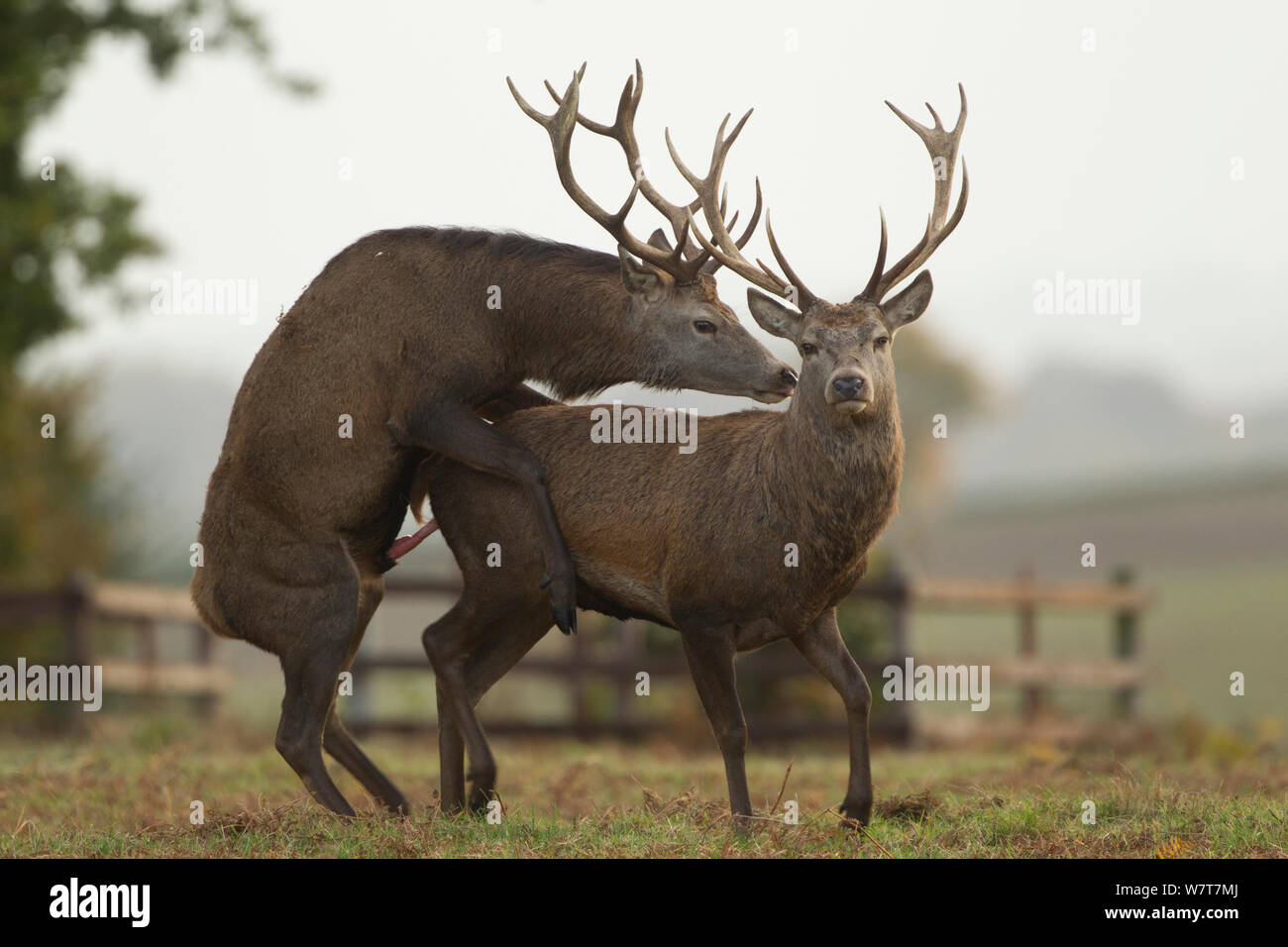 Red Deer (Cervus elaphus) males &#39;play mating&#39; during the rut, Bradgate Park, Charnwood Forest, Leicestershire, England, UK, October. Stock Photo