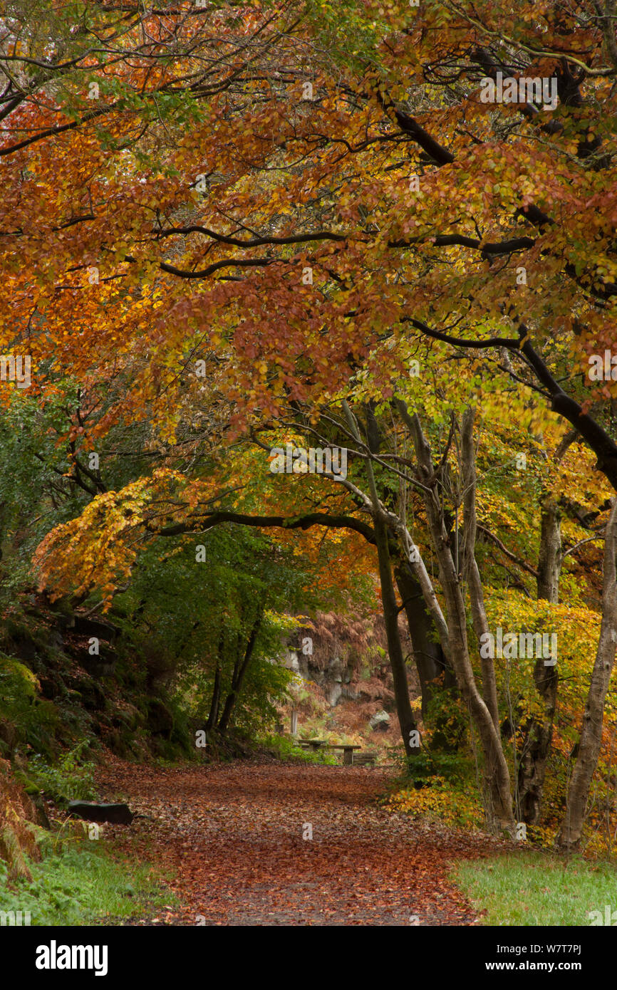 Path through autumnal Beech trees (Fagus sylvatica) near Wyming brook, Sheffield, England, October 2012. Stock Photo