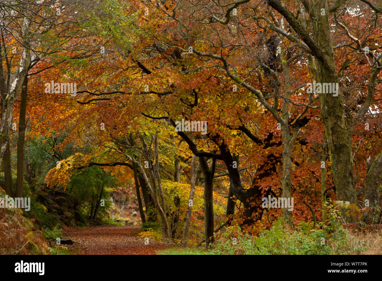 Path through autumnal Beech trees (Fagus sylvatica) near Wyming brook, Sheffield, England, October 2012. Stock Photo