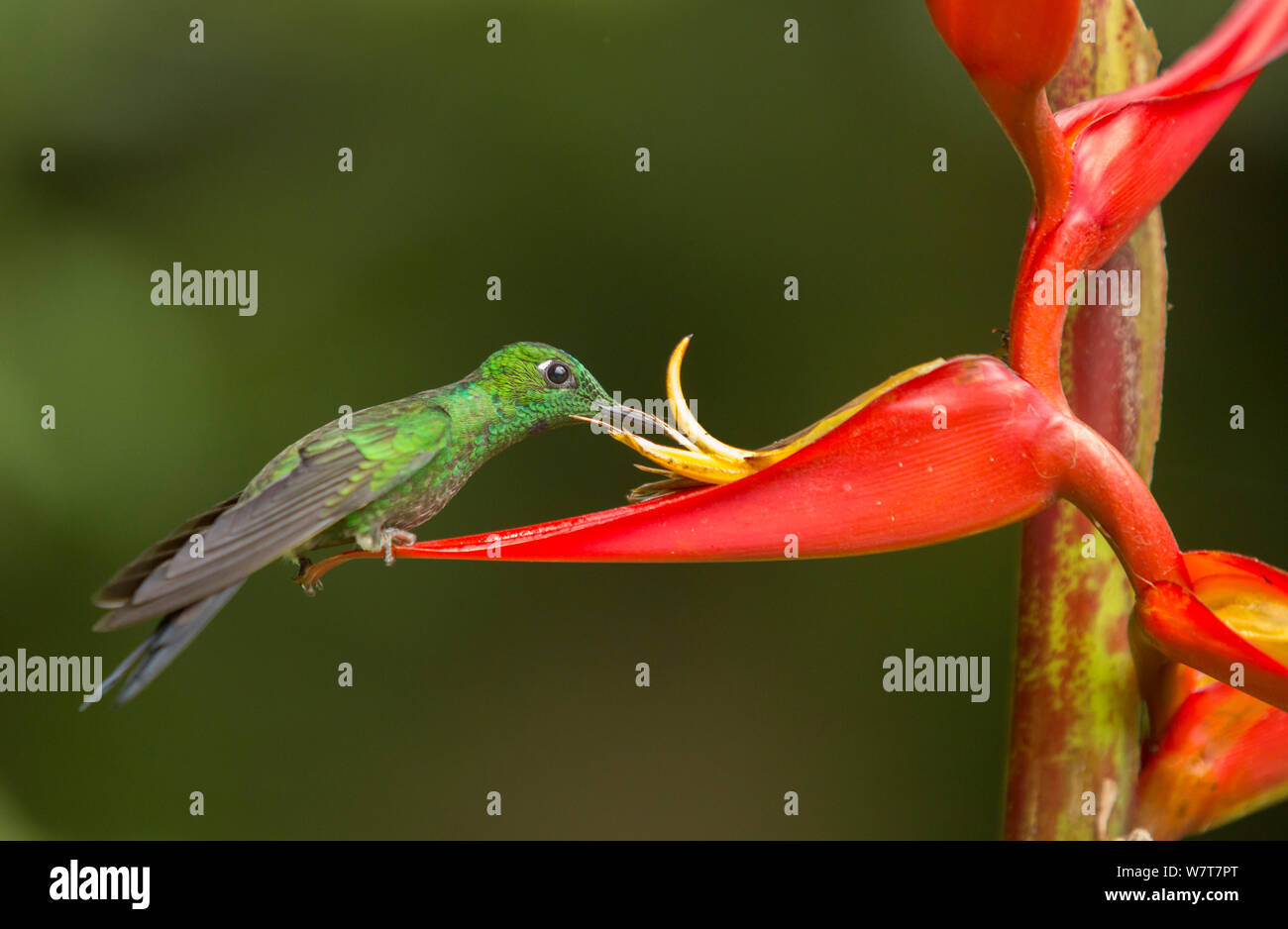 Green crowned brilliant hummingbird (Heliodoxa jacula) feeding from from Heliconia flower, Central Highlands, Costa Rica Stock Photo