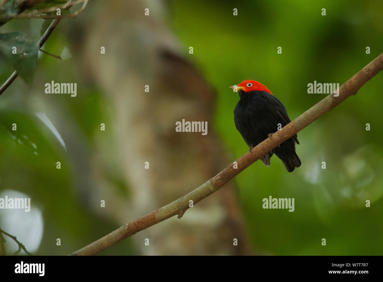 Adult male Red-capped Manakin (Pipra mentalis) at his display perch. Soberanía National Park, Gamboa, Panama, December. Stock Photo