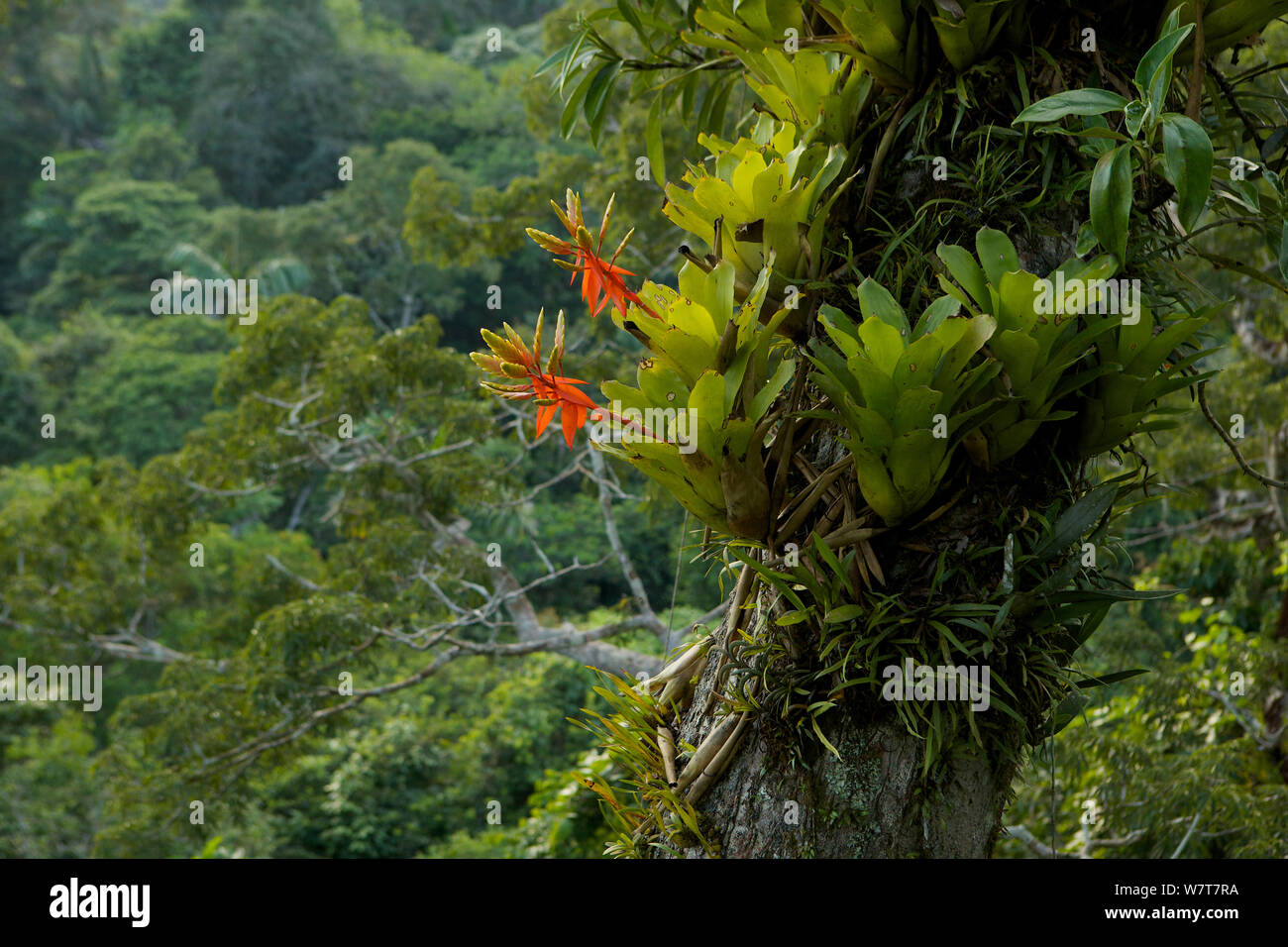 Amazon rain forest canopy view with flowering Bromeliad epiphytes growing on a branch of a giant Ceiba tree. Tiputini Biodiversity Station, Amazon Rainforest, Ecuador, January. Stock Photo