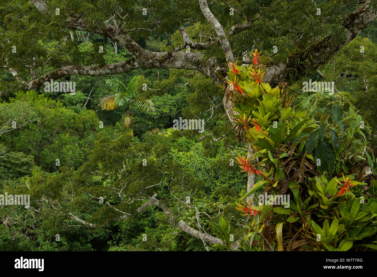 Amazon rainforest canopy view with flowering Bromeliad epiphytes growing on a branch of a giant Cieba tree. Tiputini Biodiversity Station, Amazon Rainforest, Ecuador, January. Stock Photo